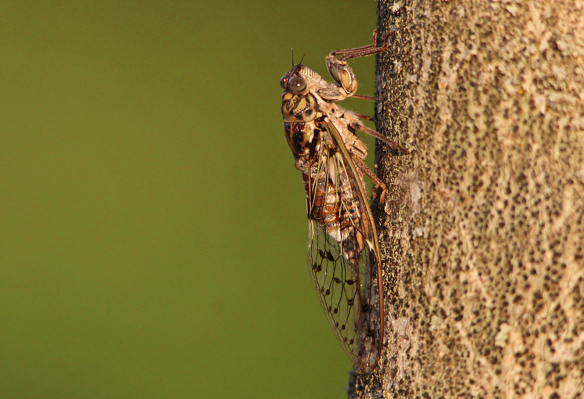 Sigma 150-500mm F5-6.3 DG OS HSM sample photo. Cicada orni, cicala del frassino photography