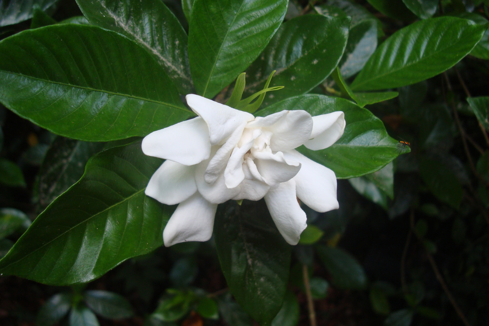 Sony DSC-W200 sample photo. Gardenia in bloom photography