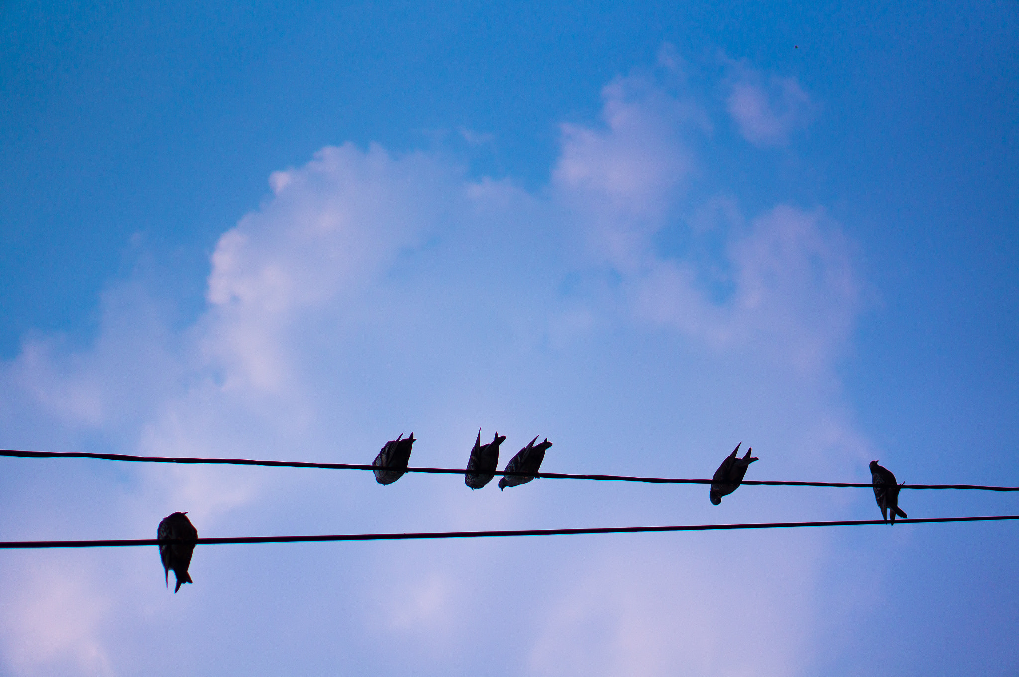 Sony Alpha NEX-5N + E 50mm F1.8 OSS sample photo. Birds on a wire photography