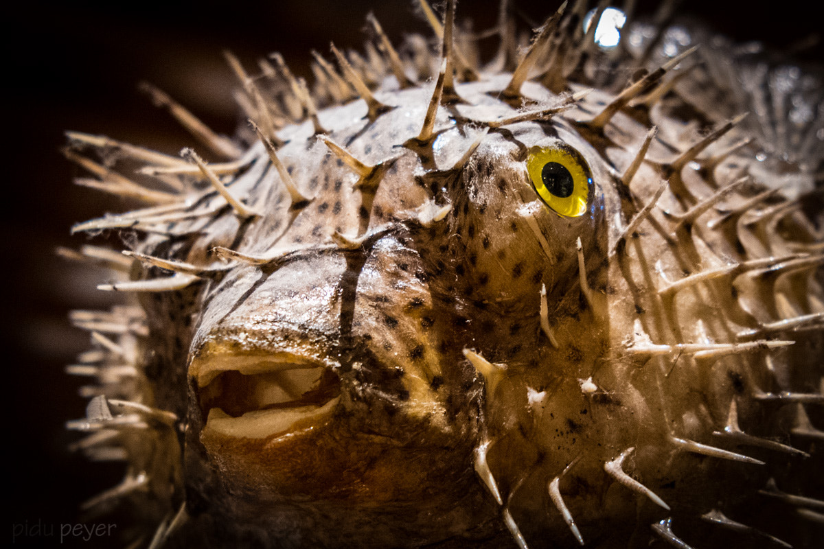 Nikon AF-S Nikkor 24-70mm F2.8E ED VR sample photo. Boxfish photography