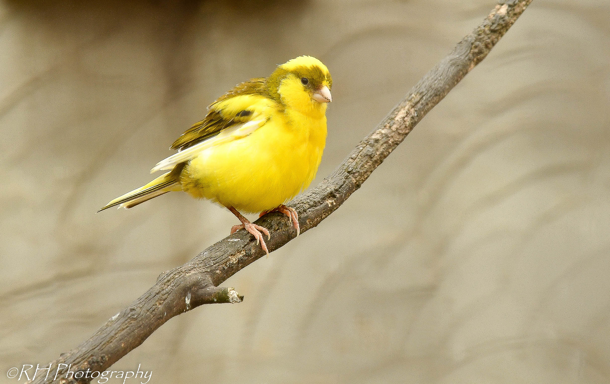 Nikon D500 sample photo. My branch photography