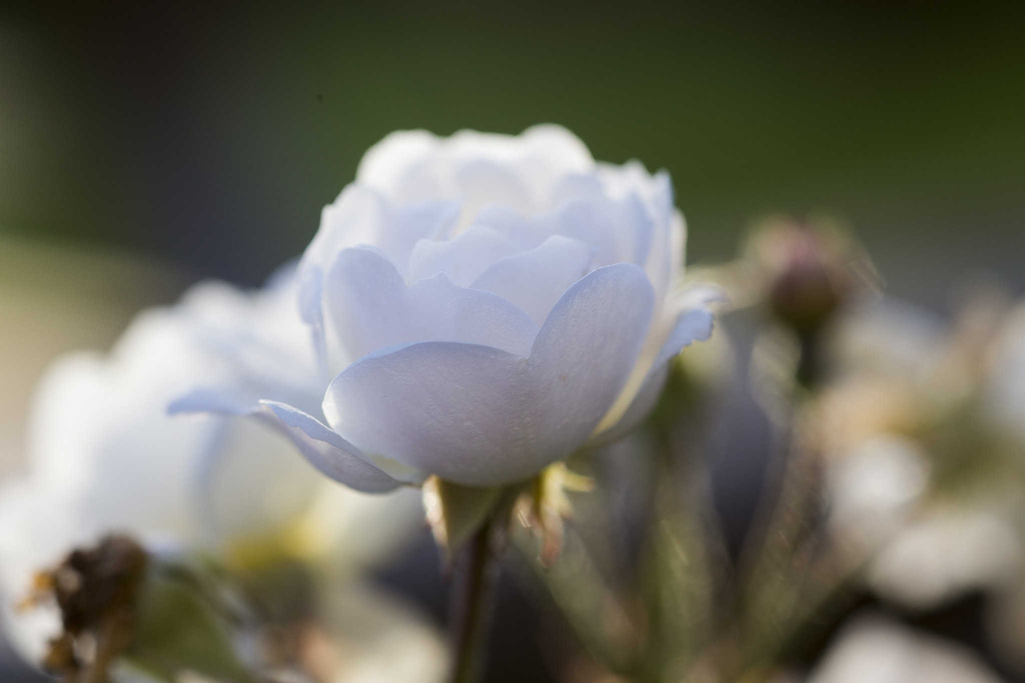 Canon EF 100mm F2.8 Macro USM sample photo. White evening flower photography
