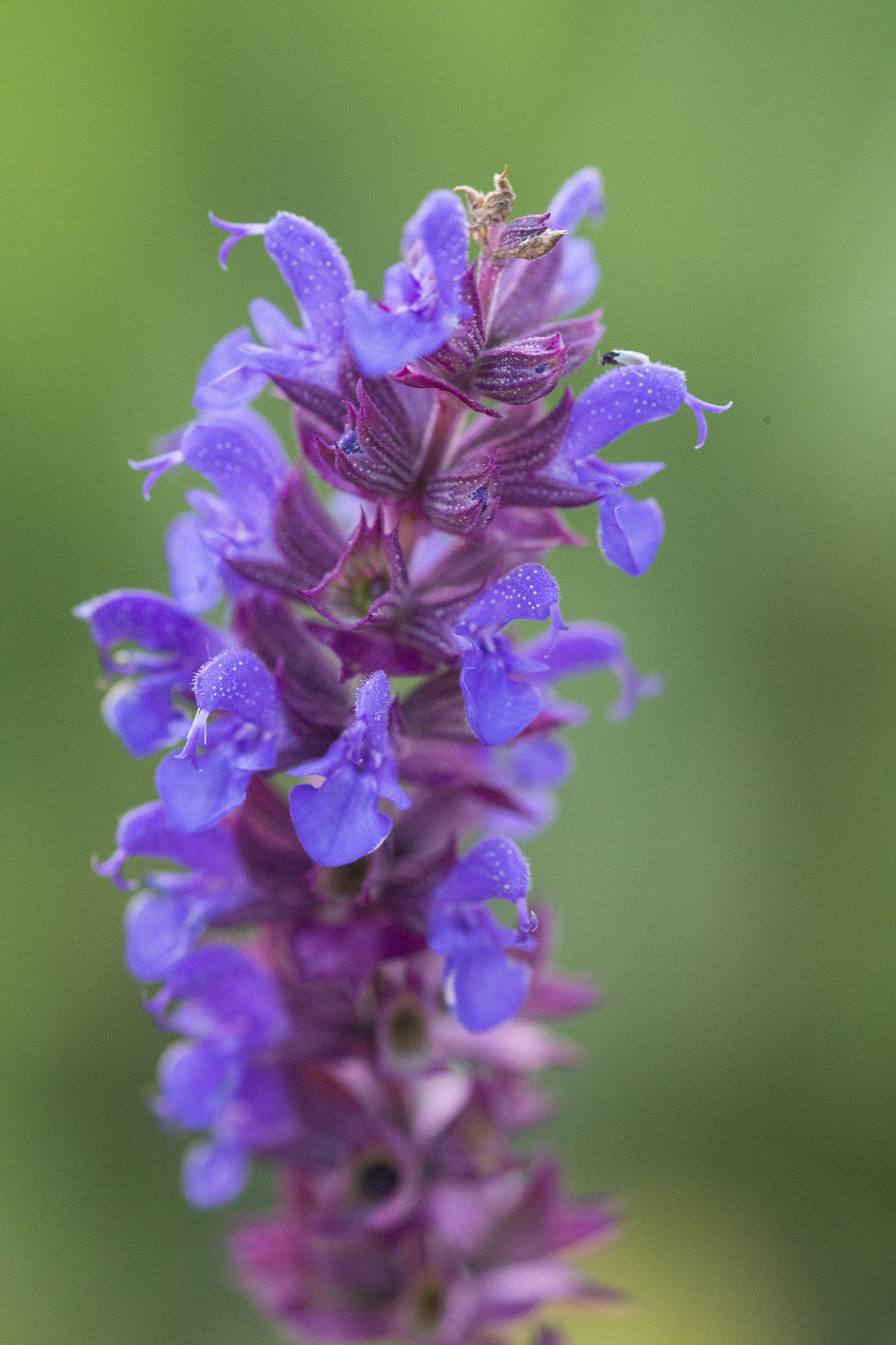 Canon EF 100mm F2.8 Macro USM sample photo. Purple evening flower photography