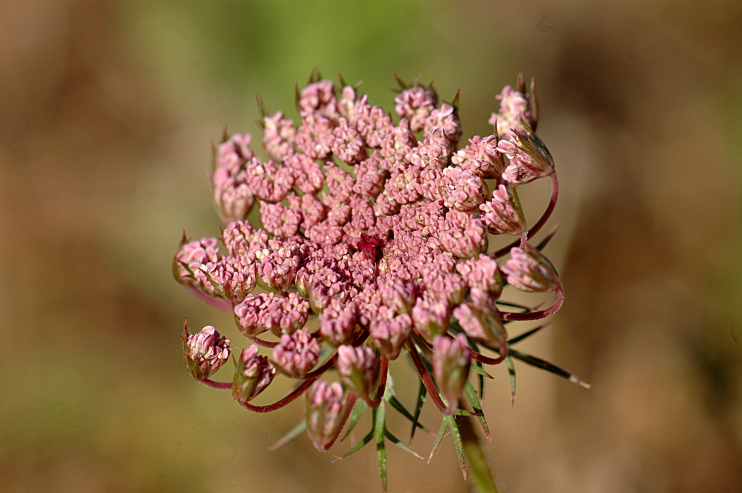 Sigma Macro 90mm F2.8 sample photo. A photography