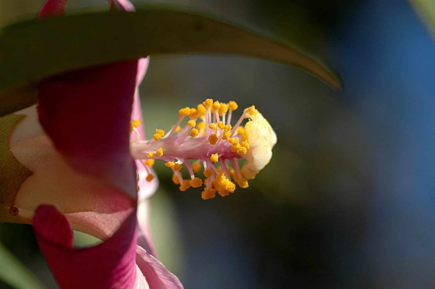 Sigma Macro 90mm F2.8 sample photo. A photography