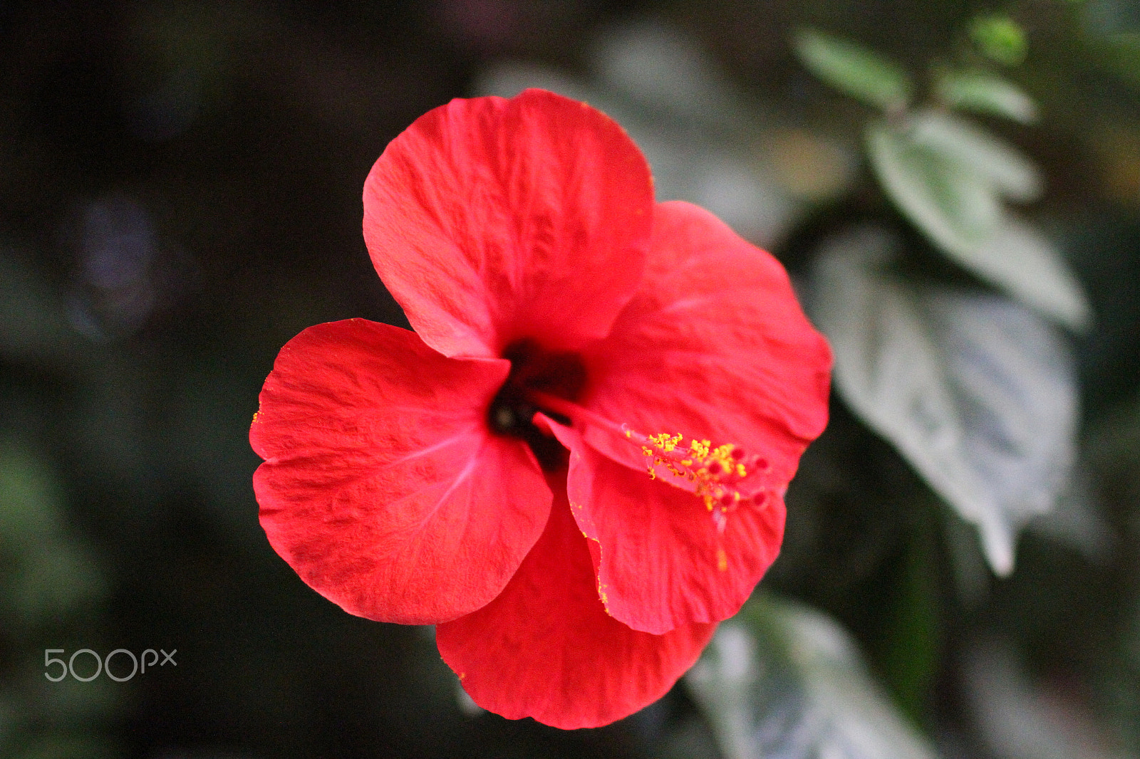 Canon EOS 7D + Canon EF 35mm F1.4L USM sample photo. Red photography
