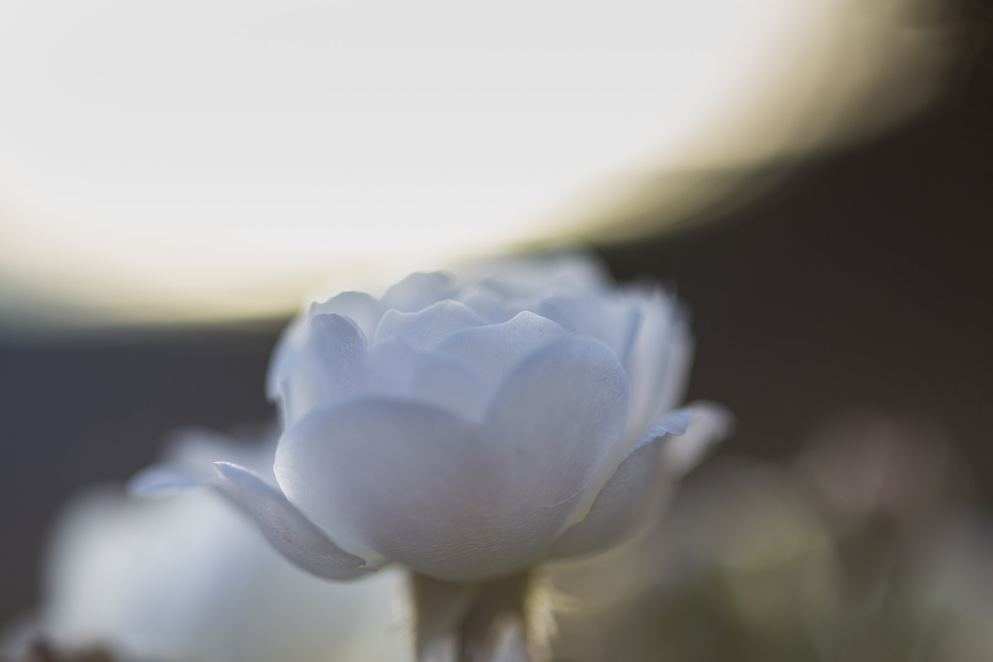 Canon EF 100mm F2.8 Macro USM sample photo. White rose photography