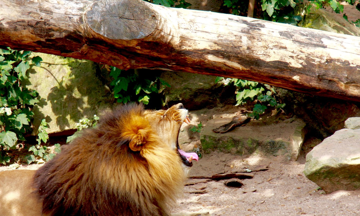 Canon EF-S 17-85mm F4-5.6 IS USM sample photo. Bored lion photography