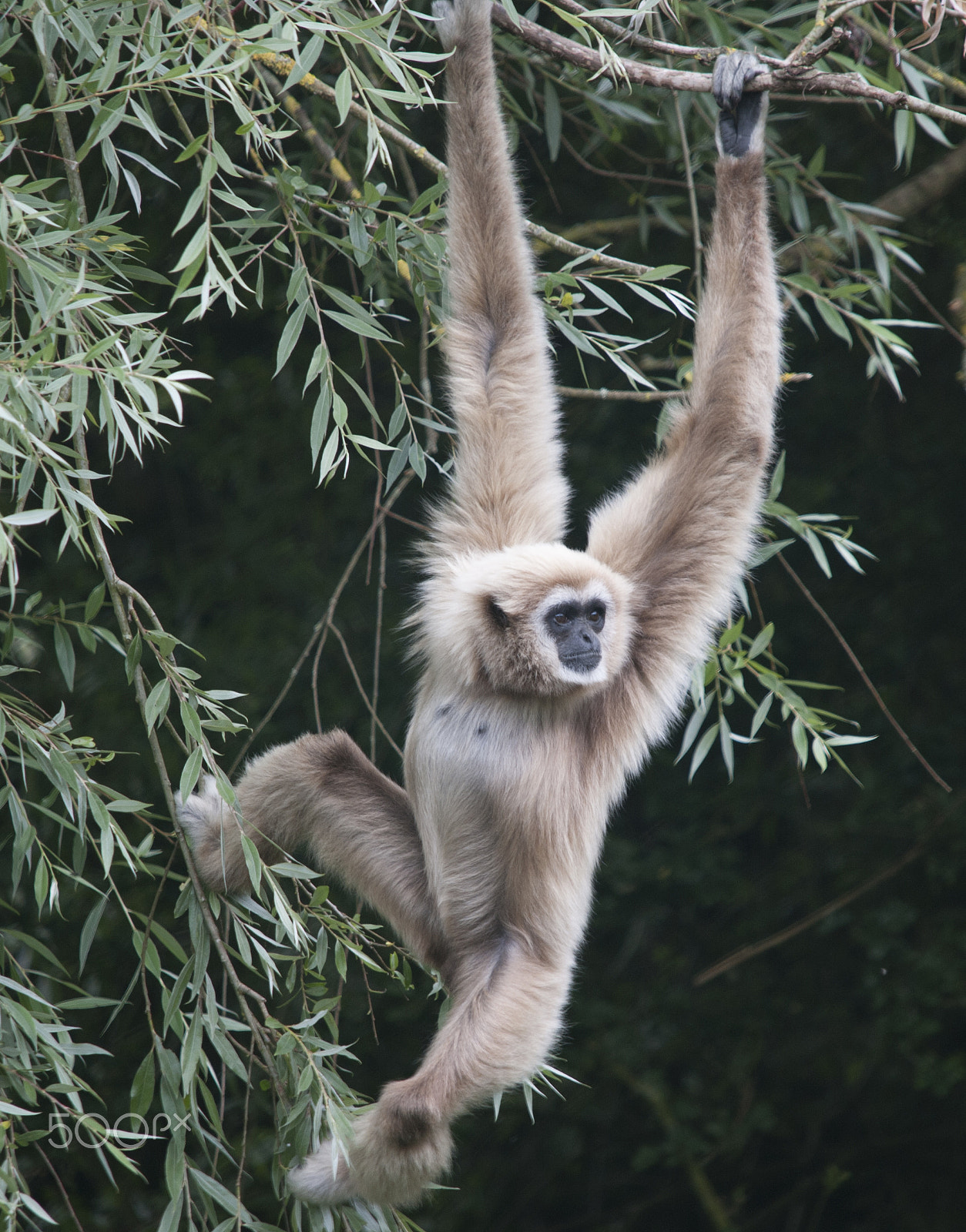 Sigma 150-500mm F5-6.3 DG OS HSM sample photo. Gibbon photography