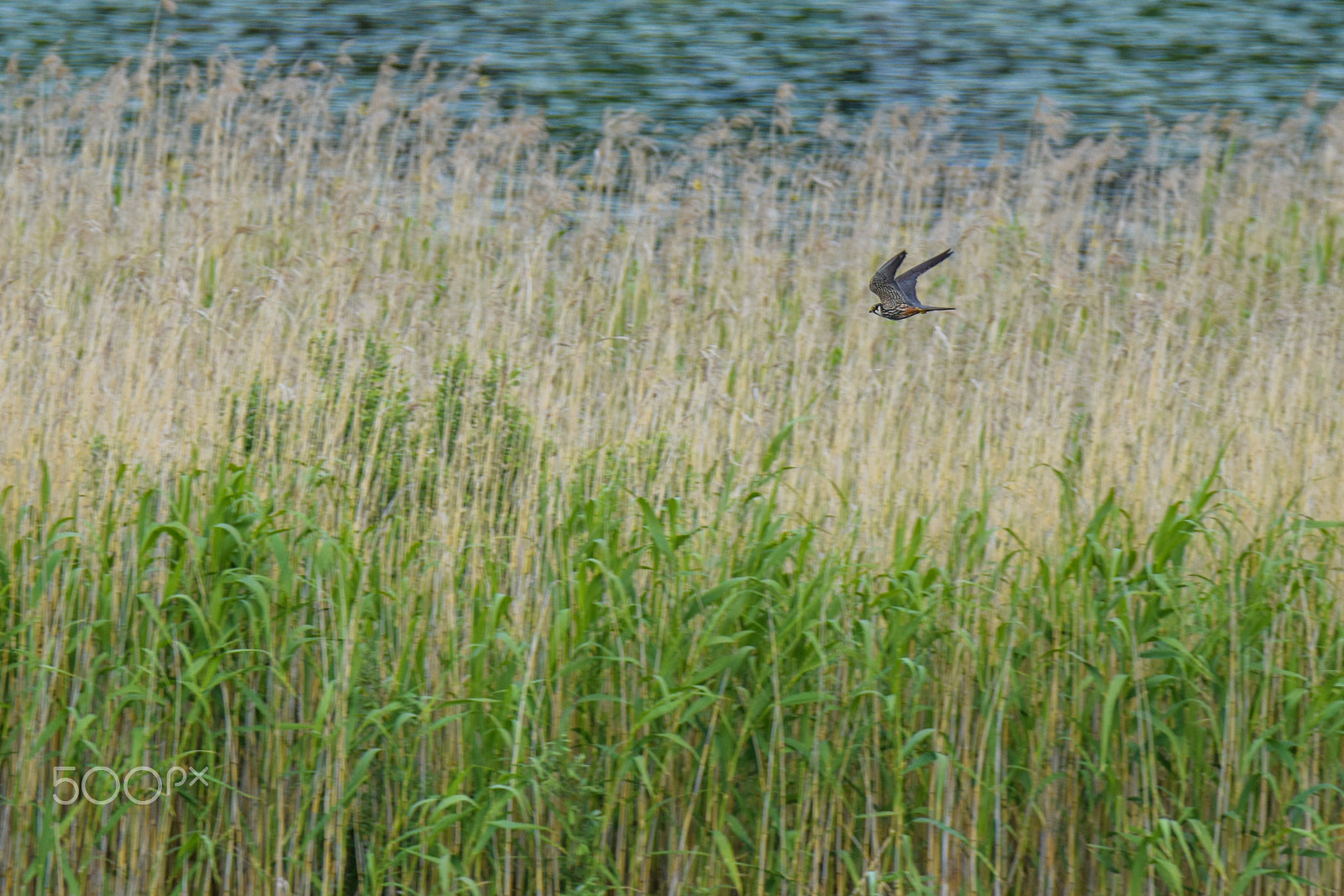 Tamron SP 150-600mm F5-6.3 Di VC USD sample photo. Falco subbuteo, or eurasian hobby, moving with the wind. photography