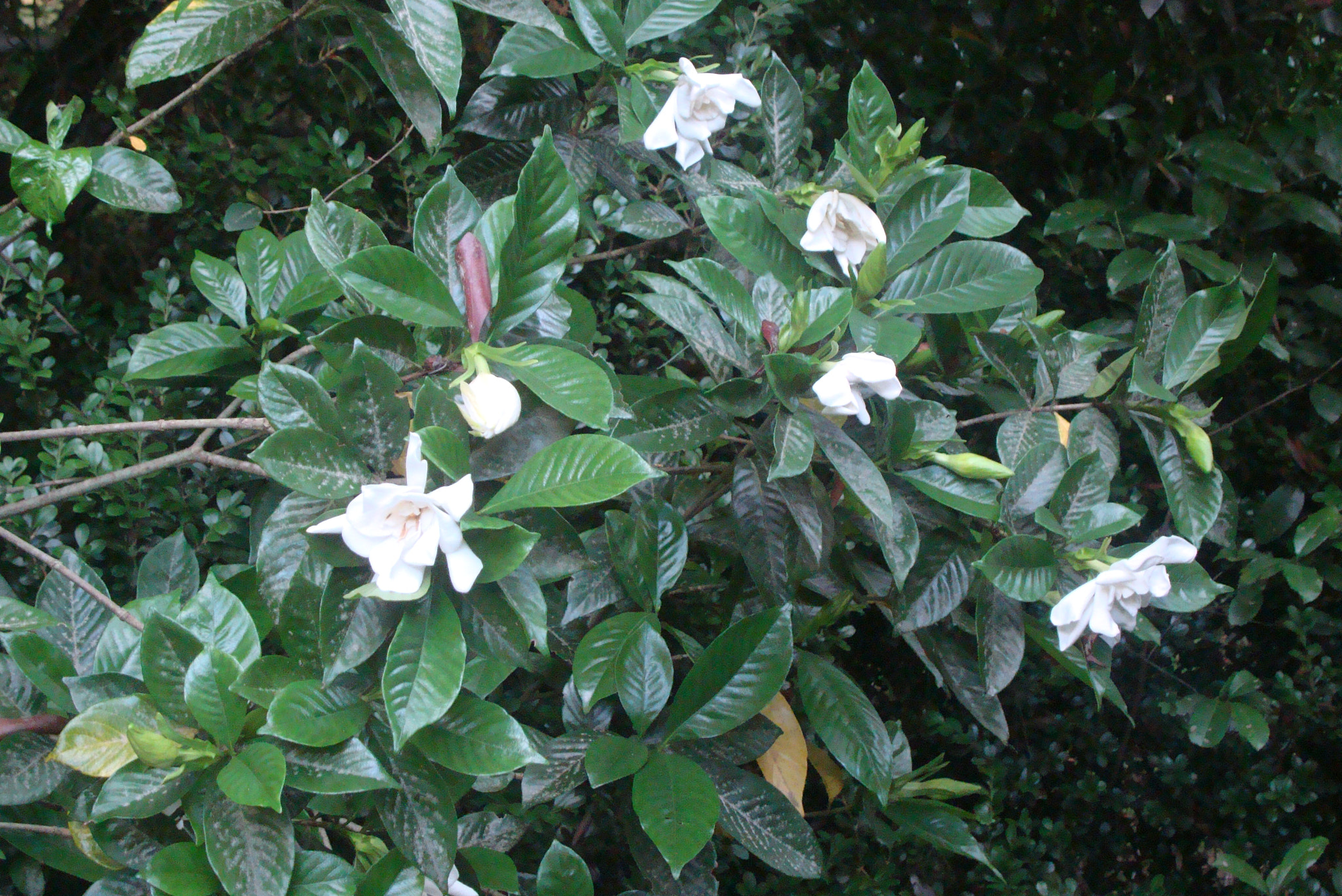 Sony DSC-W200 sample photo. Tropical gardenias photography