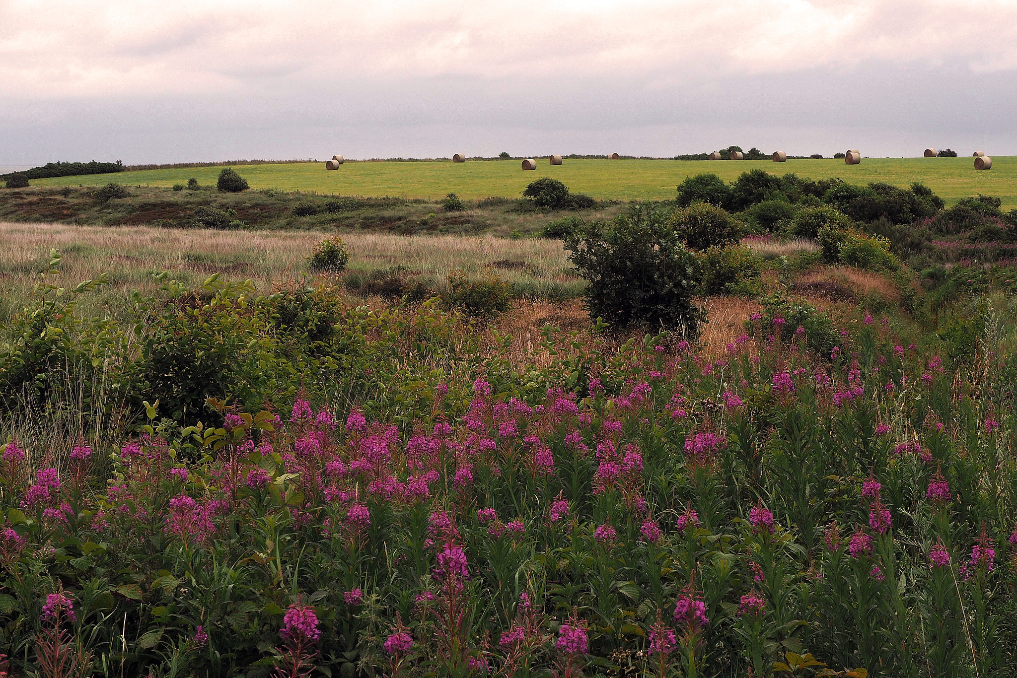 OLYMPUS M.12-50mm F3.5-6.3 sample photo. Meadows and fields photography