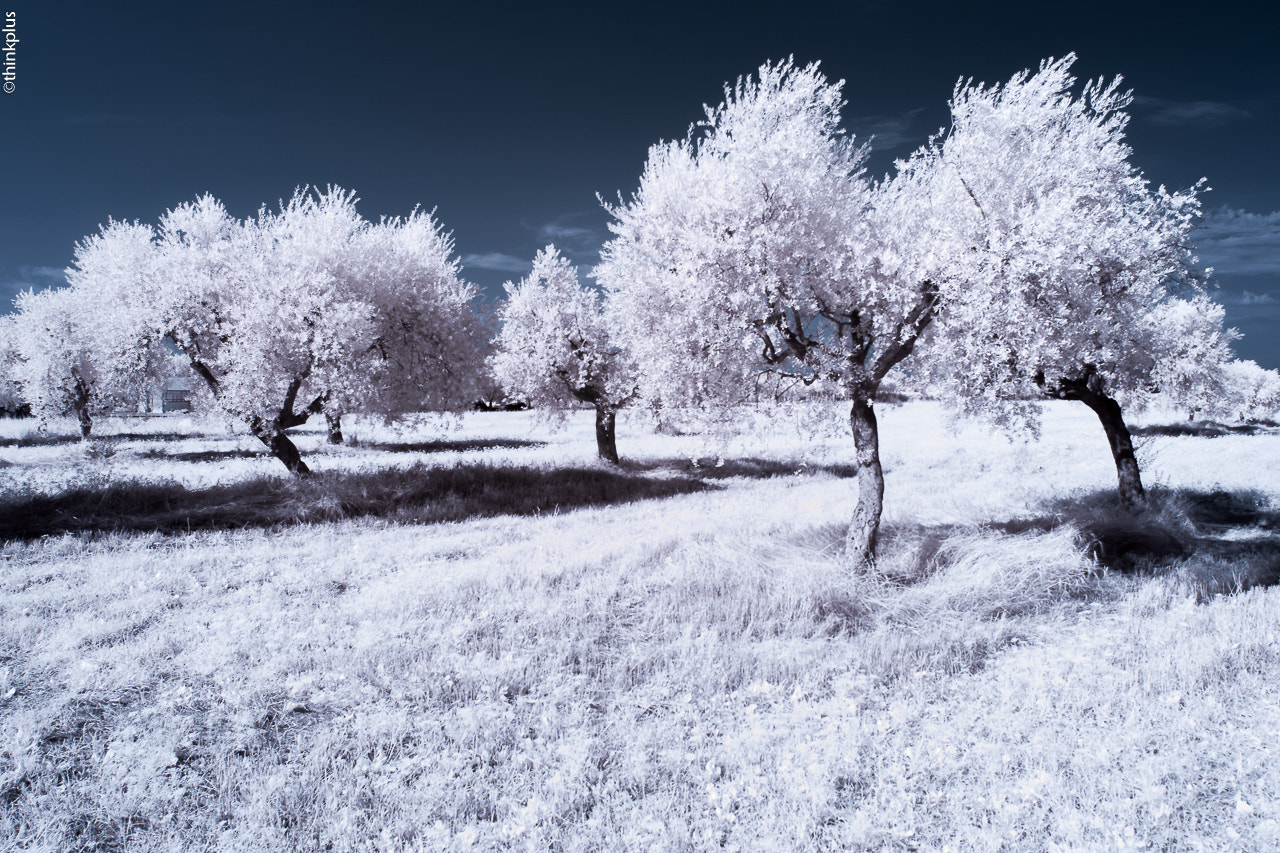 Nikon AF-S Nikkor 16-35mm F4G ED VR sample photo. White trees photography