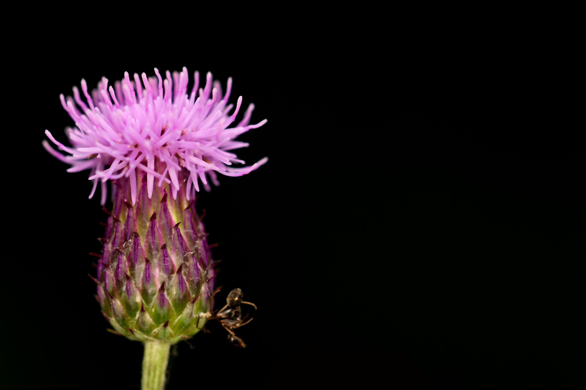 Canon EOS 100D (EOS Rebel SL1 / EOS Kiss X7) + Tamron SP 90mm F2.8 Di VC USD 1:1 Macro (F004) sample photo. Pink flower with a black background and the ant: d photography