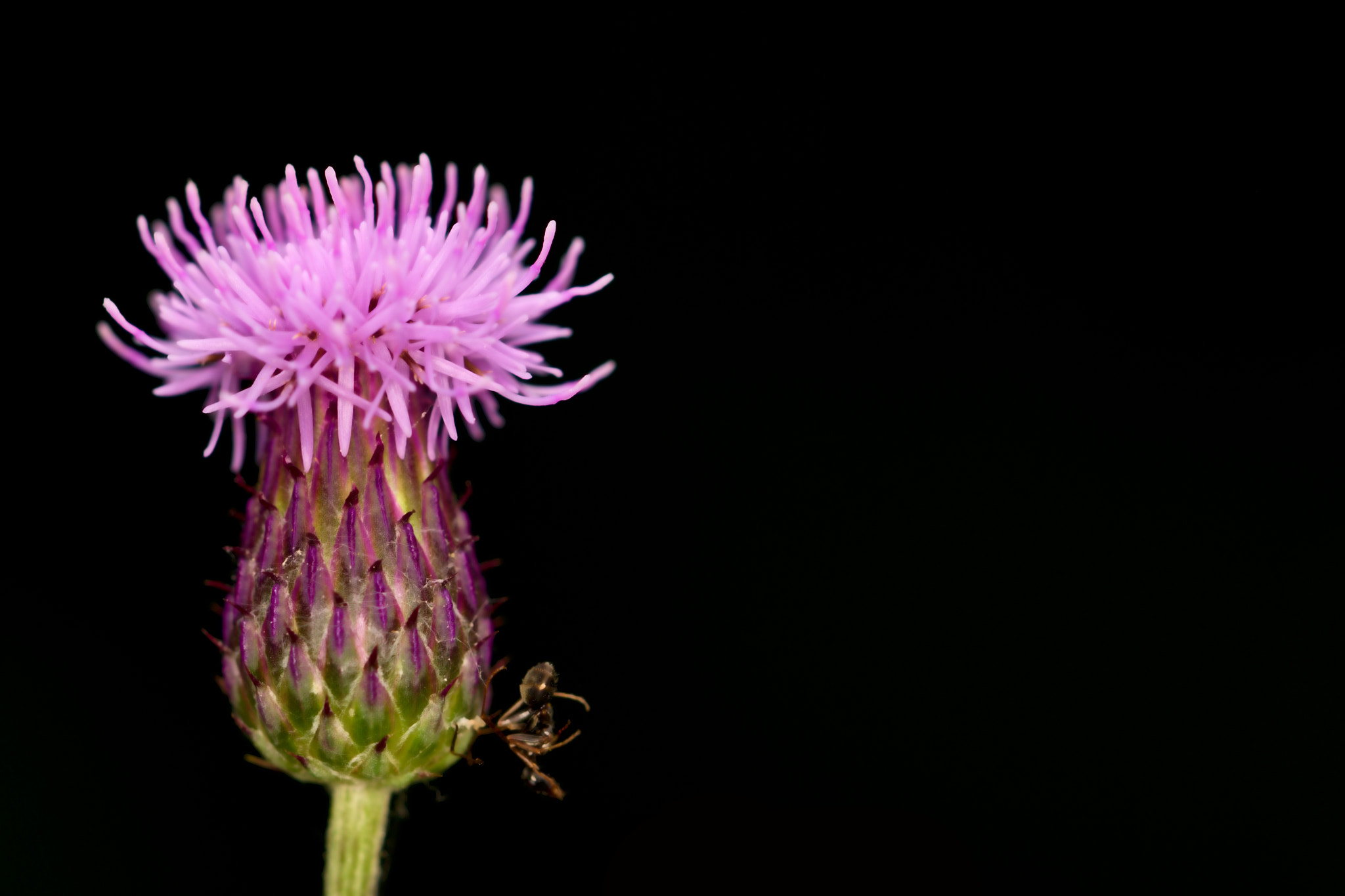 Canon EOS 100D (EOS Rebel SL1 / EOS Kiss X7) sample photo. Pink flower with a black background and the ant: d photography