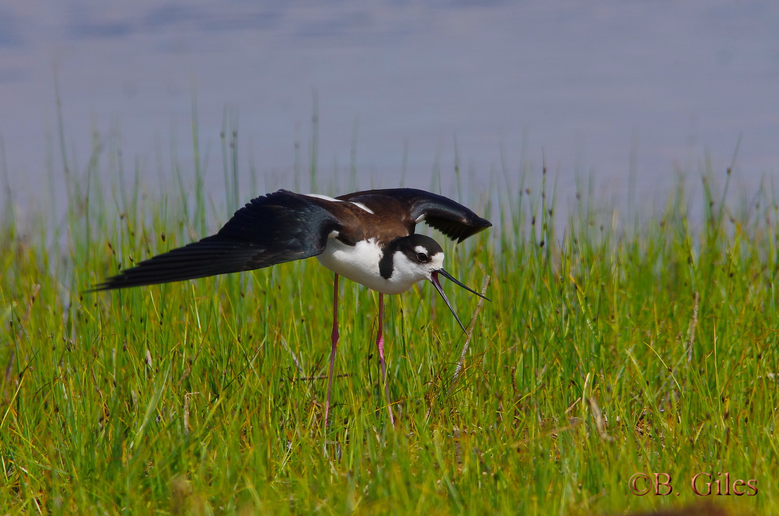 Sigma 150-500mm F5-6.3 DG OS HSM sample photo. Back off !!! photography