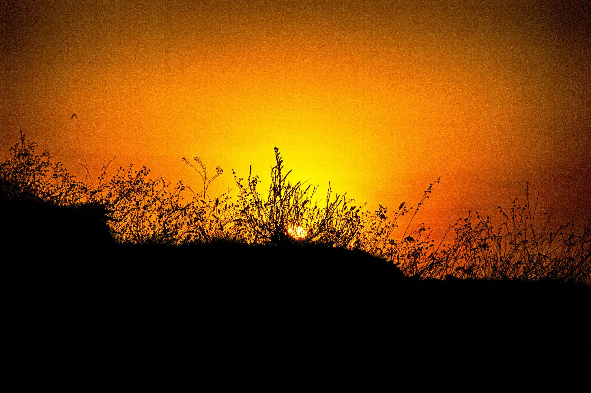 Pentax K20D + Pentax smc FA 77mm 1.8 Limited sample photo. Dawning photography