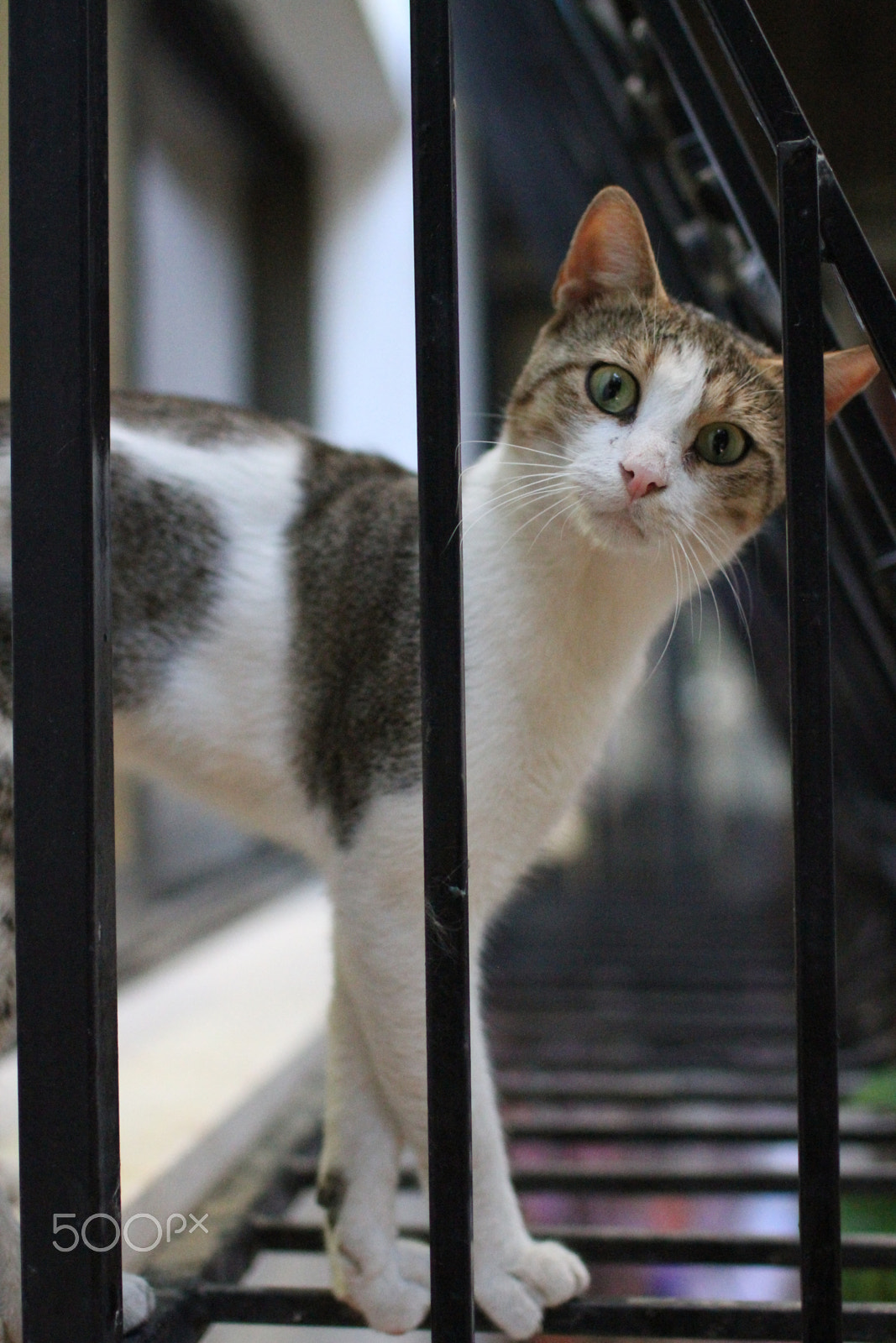 Canon EOS 7D + Canon EF 35mm F1.4L USM sample photo. Cat photography