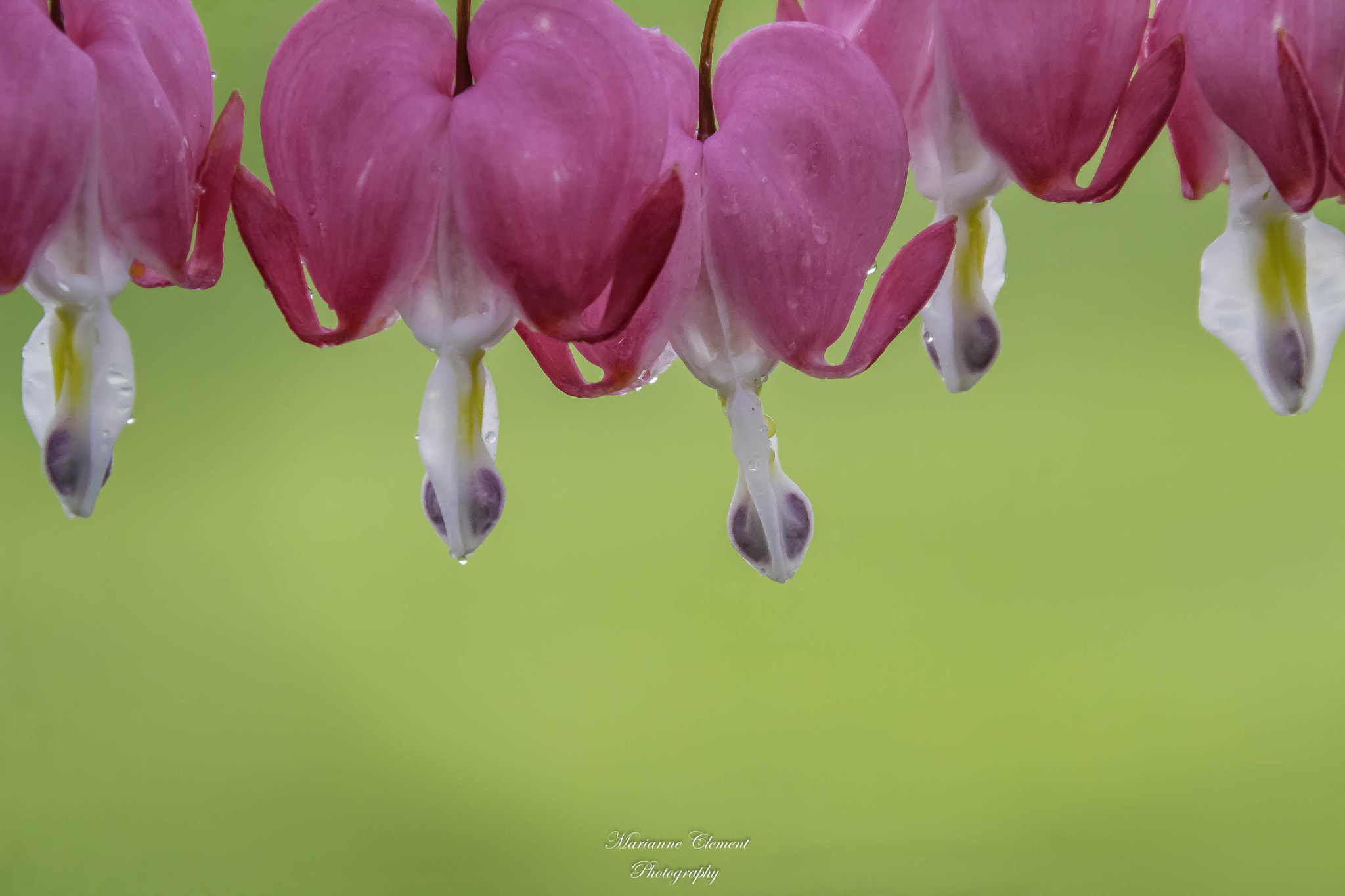 Canon EOS 1200D (EOS Rebel T5 / EOS Kiss X70 / EOS Hi) sample photo. Bleeding hearts after the rain photography