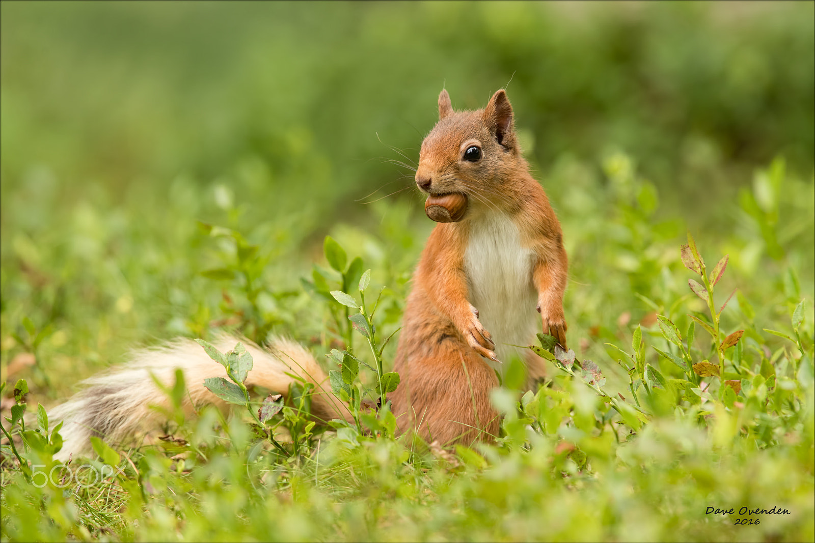 Canon EF 300mm F2.8L IS II USM sample photo. Hazel nut photography