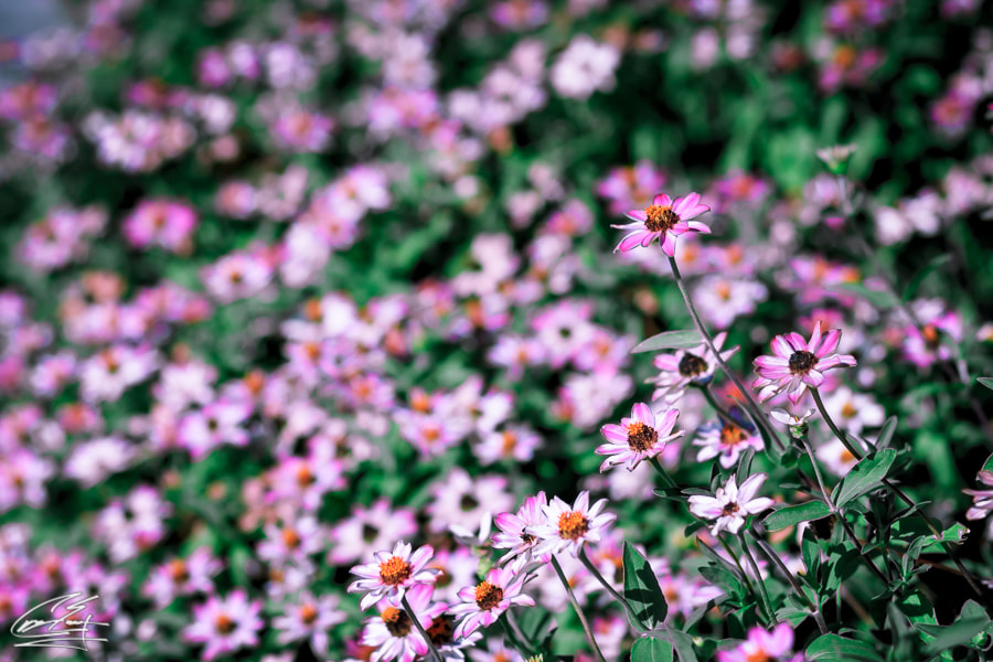 Canon EOS 650D (EOS Rebel T4i / EOS Kiss X6i) sample photo. Stand out above the rest photography