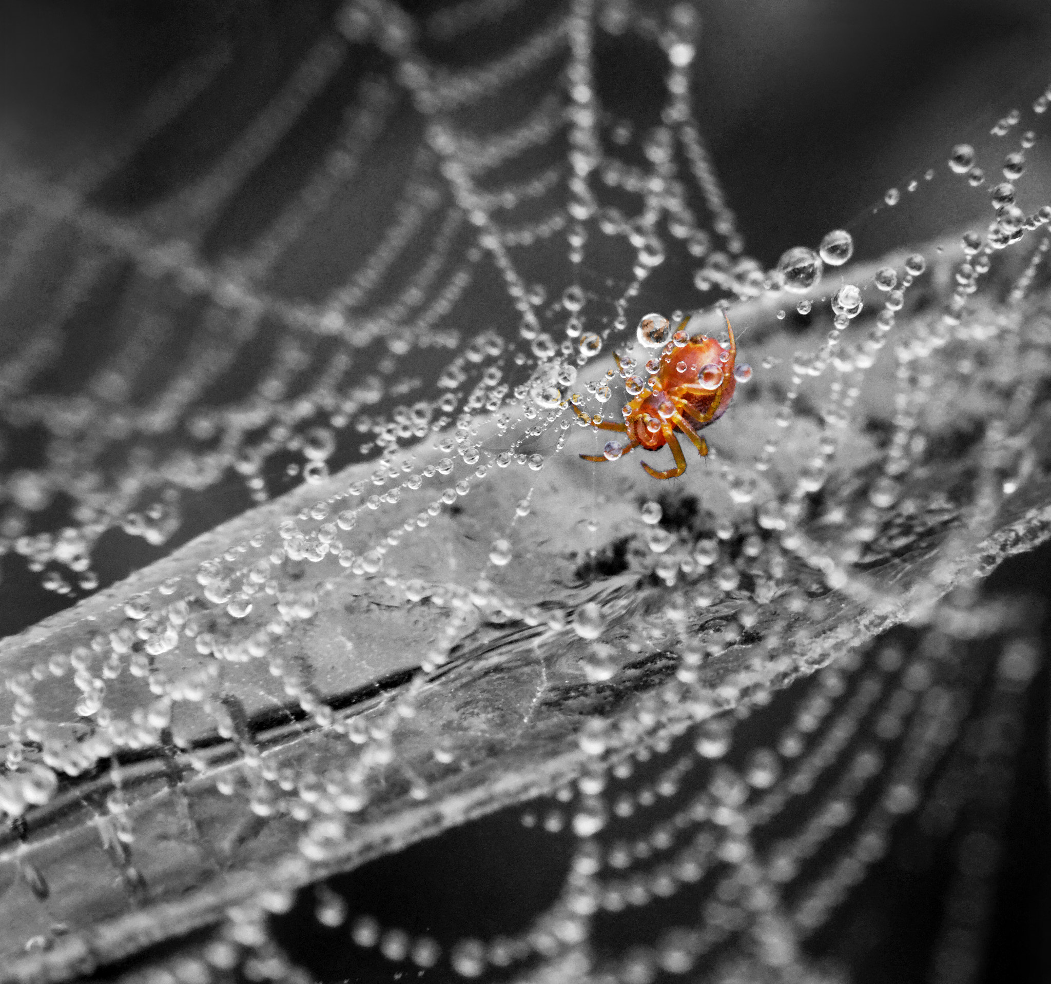 Manual Lens No CPU sample photo. Little spider photography