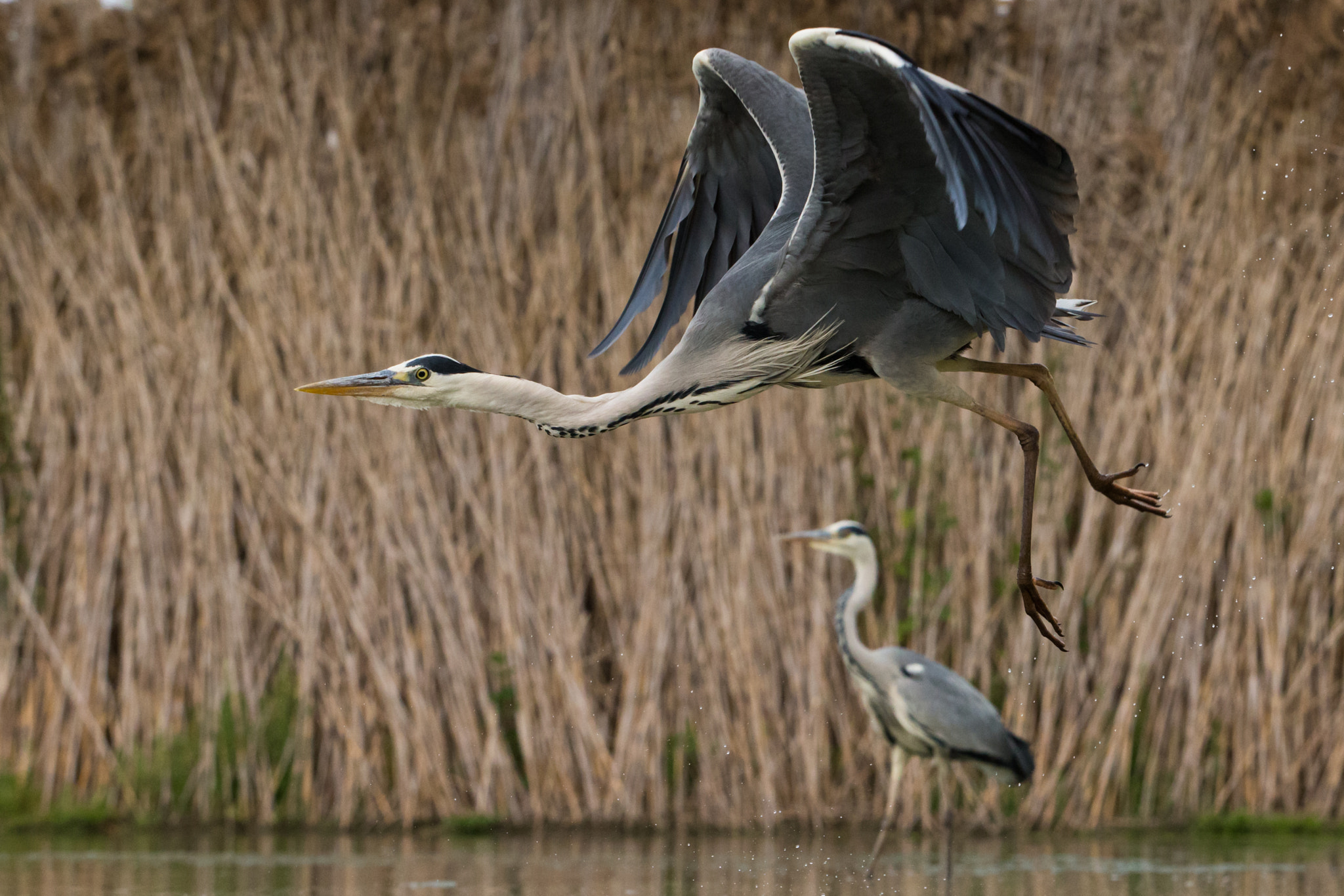Canon EF 70-200mm F2.8L USM sample photo. Grey heron photography