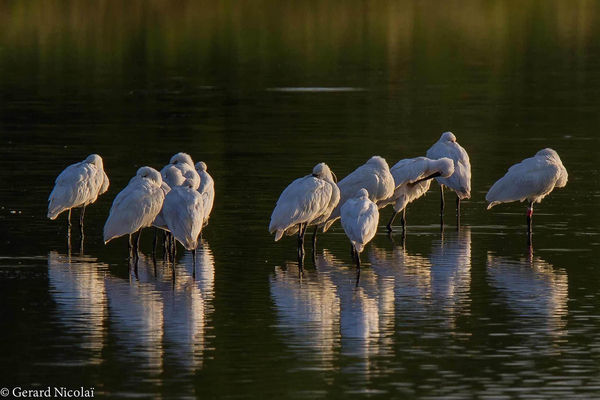 Canon EF 300mm F2.8L IS USM sample photo. Spoonbills in the evening sun photography
