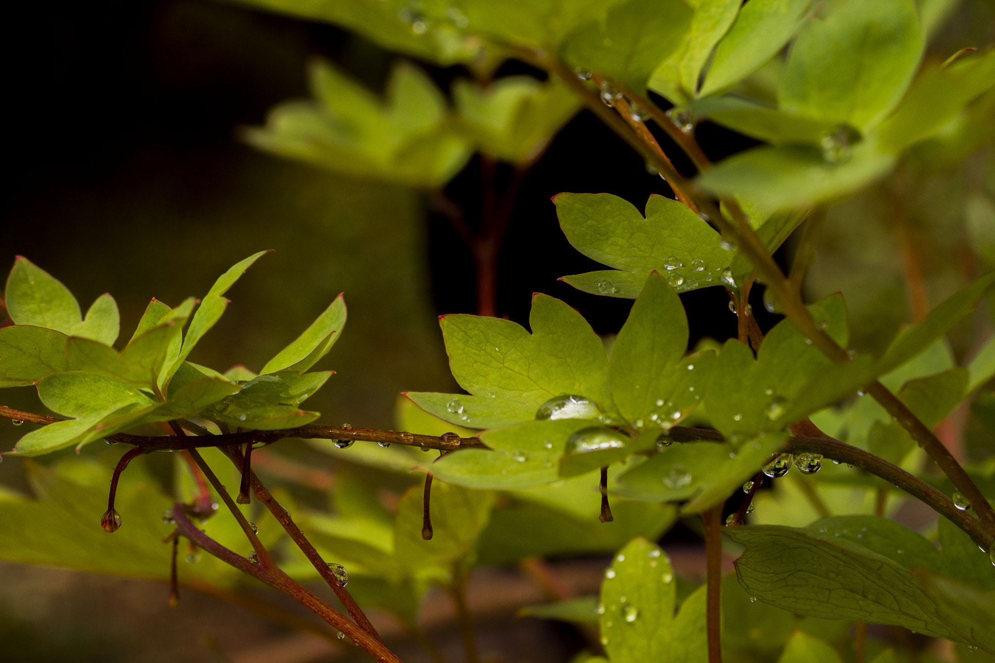 Nikon D3100 + AF Zoom-Nikkor 35-80mm f/4-5.6D N sample photo. 140627.jpg photography