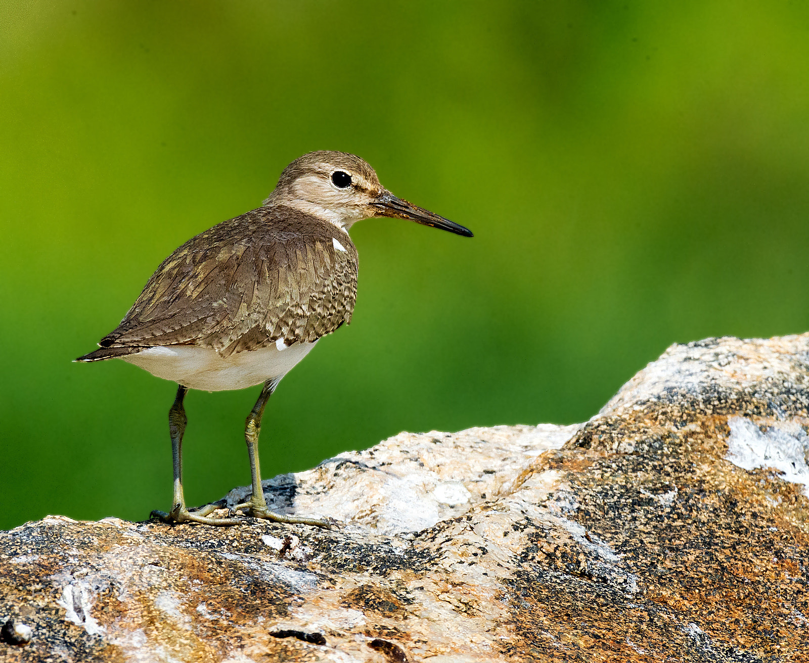 Nikon AF-S Nikkor 600mm F4E FL ED VR sample photo. Sand piper photography