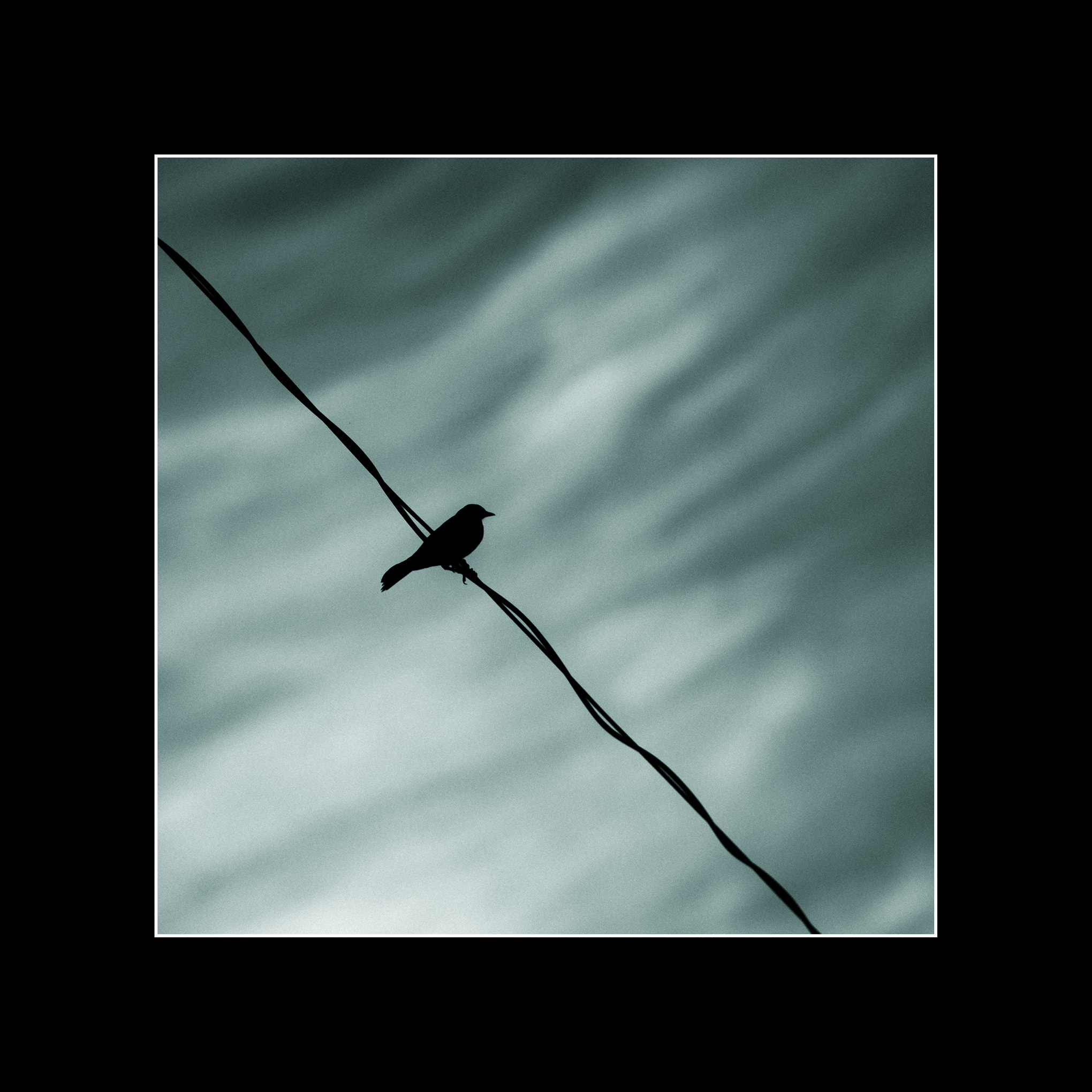 Canon EOS 6D + Canon EF 70-200mm F2.8L IS II USM sample photo. Blackbird on a wire photography