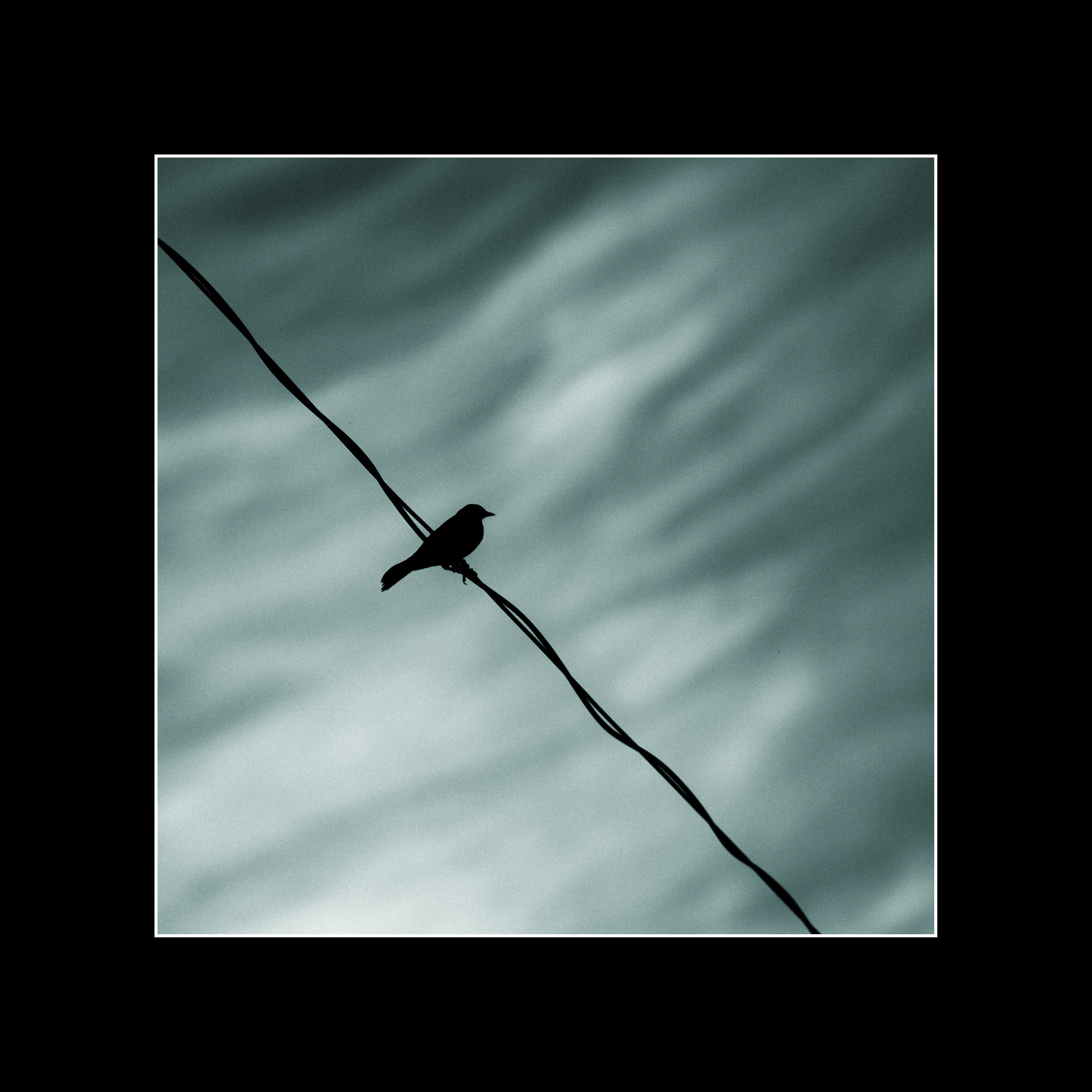 Canon EF 70-200mm F2.8L IS II USM sample photo. Blackbird on a wire photography