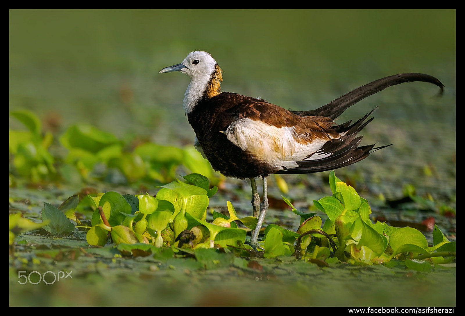 Nikon AF-S Nikkor 400mm F2.8G ED VR II sample photo. Beauty of the nature photography