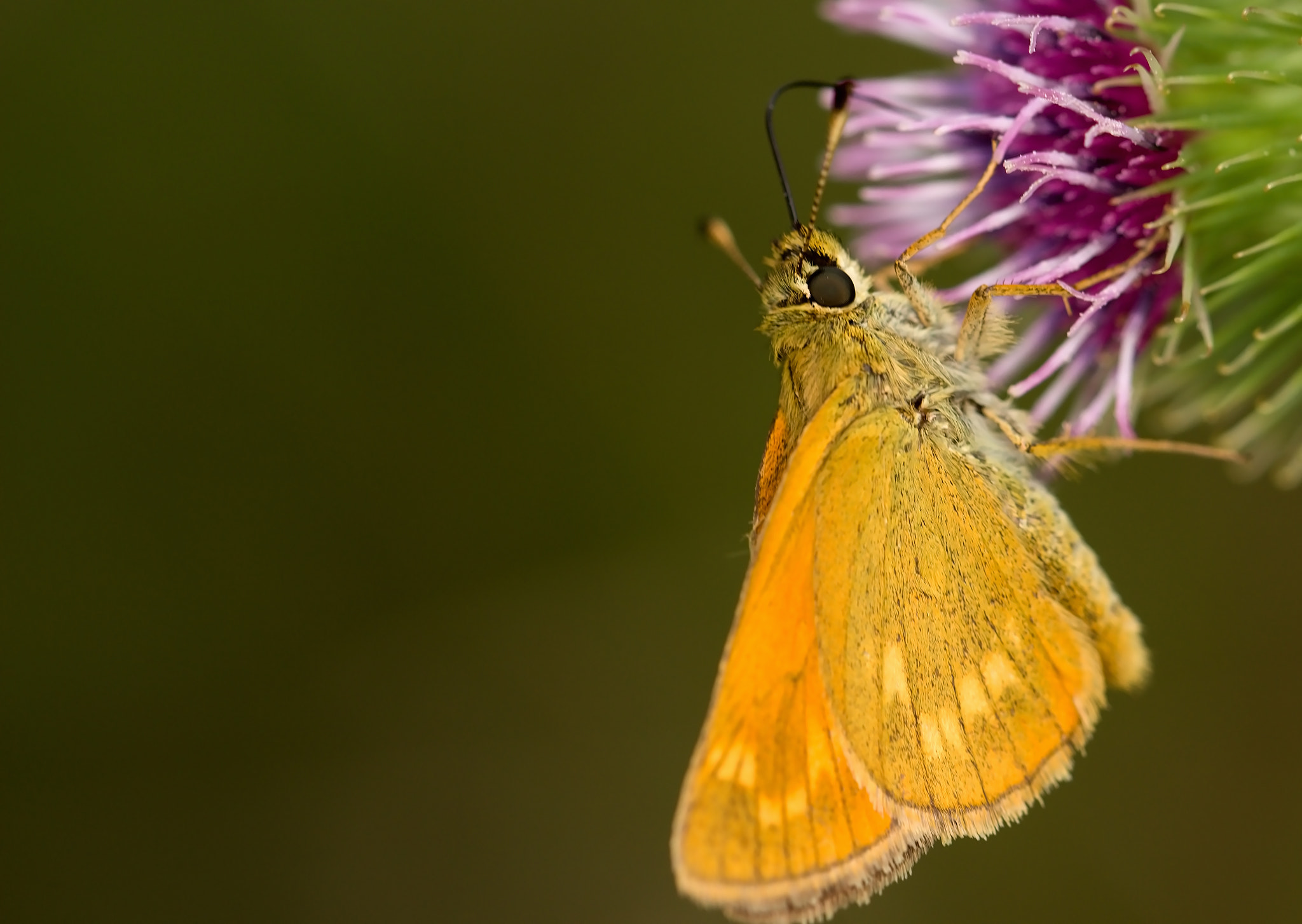 Tamron SP 90mm F2.8 Di VC USD 1:1 Macro (F004) sample photo. Yellow butterfly on a flower photography