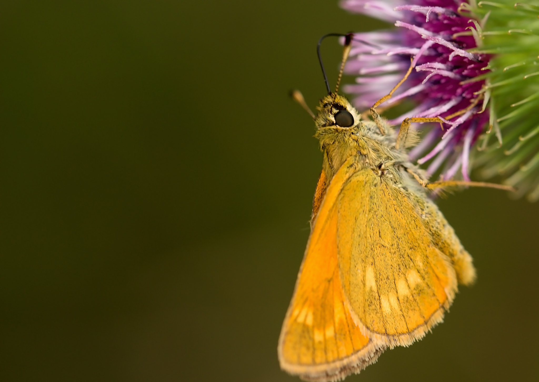 Canon EOS 100D (EOS Rebel SL1 / EOS Kiss X7) sample photo. Yellow butterfly on a flower photography