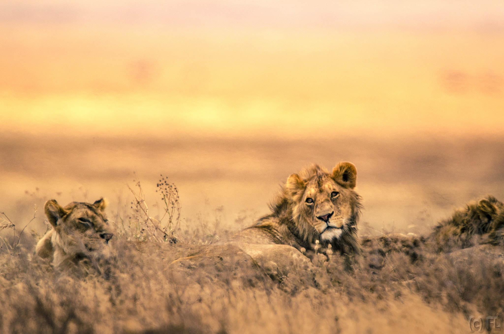Nikon D7000 + Nikon AF-S Nikkor 600mm F4G ED VR sample photo. Lions at sunset photography