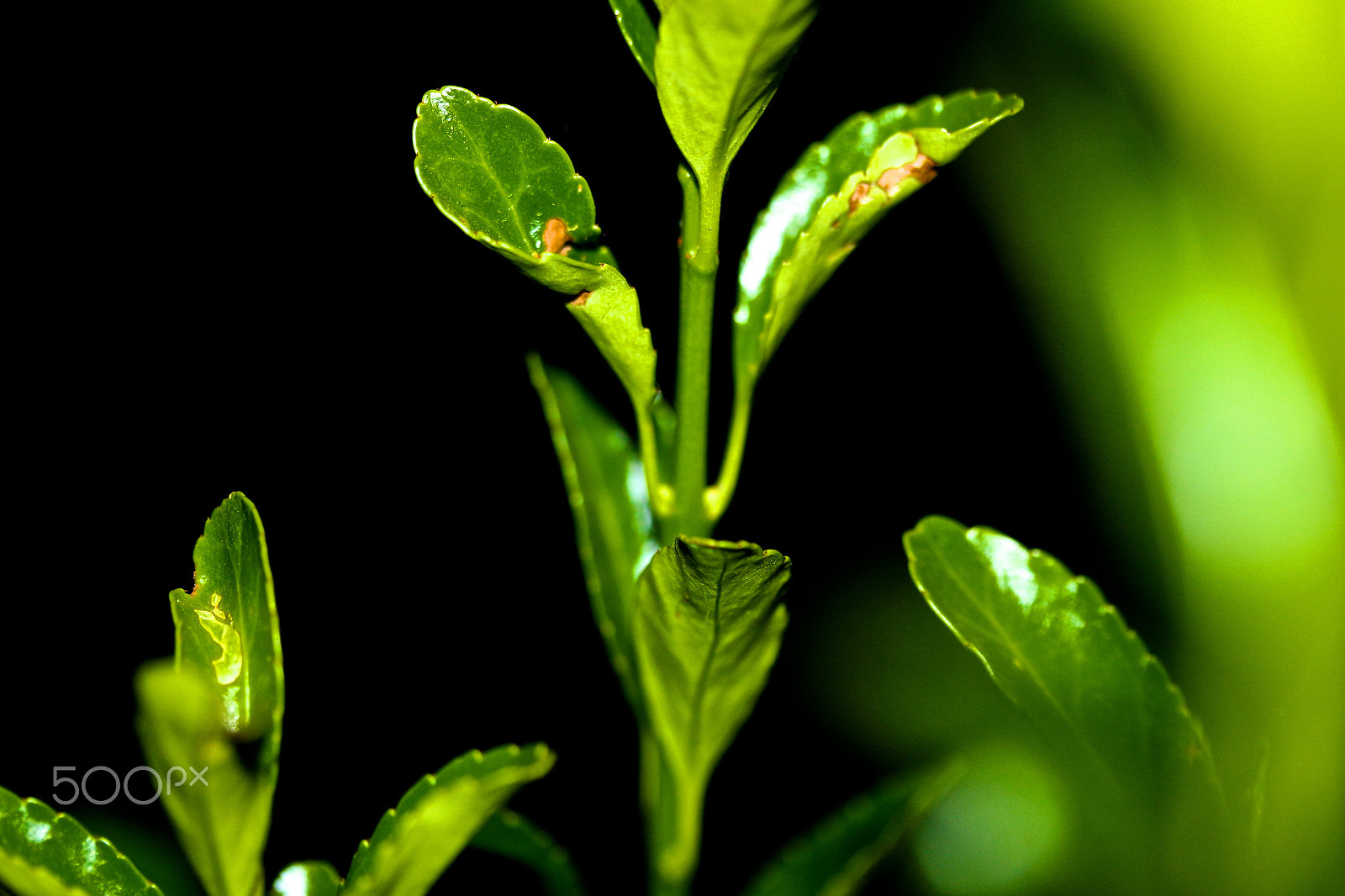 Canon EF-S 60mm F2.8 Macro USM sample photo. Green photography