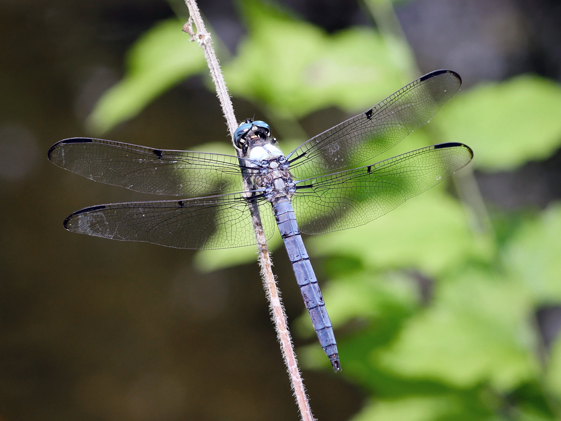 Panasonic Leica DG Macro-Elmarit 45mm F2.8 ASPH OIS sample photo. Great blue skimmer (libellula vibrans) photography