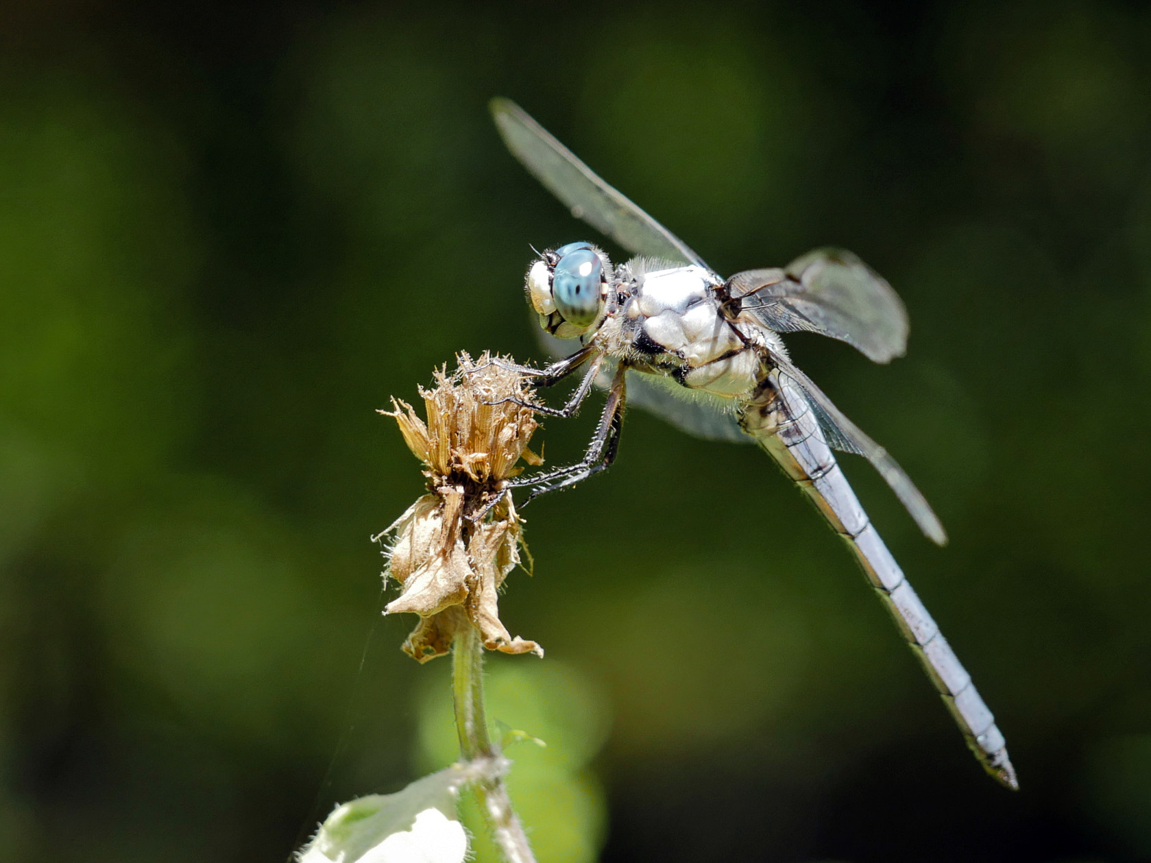 Panasonic Leica DG Macro-Elmarit 45mm F2.8 ASPH OIS sample photo. Great blue skimmer (libellula vibrans) photography