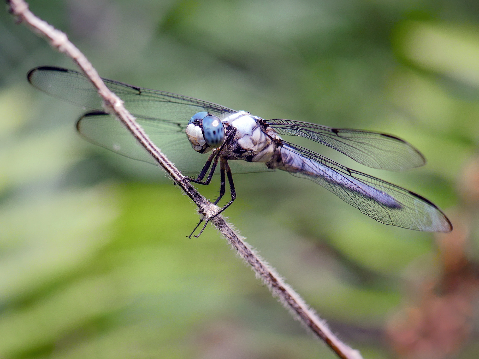 Panasonic Leica DG Macro-Elmarit 45mm F2.8 ASPH OIS sample photo. Great blue skimmer (libellula vibrans) photography