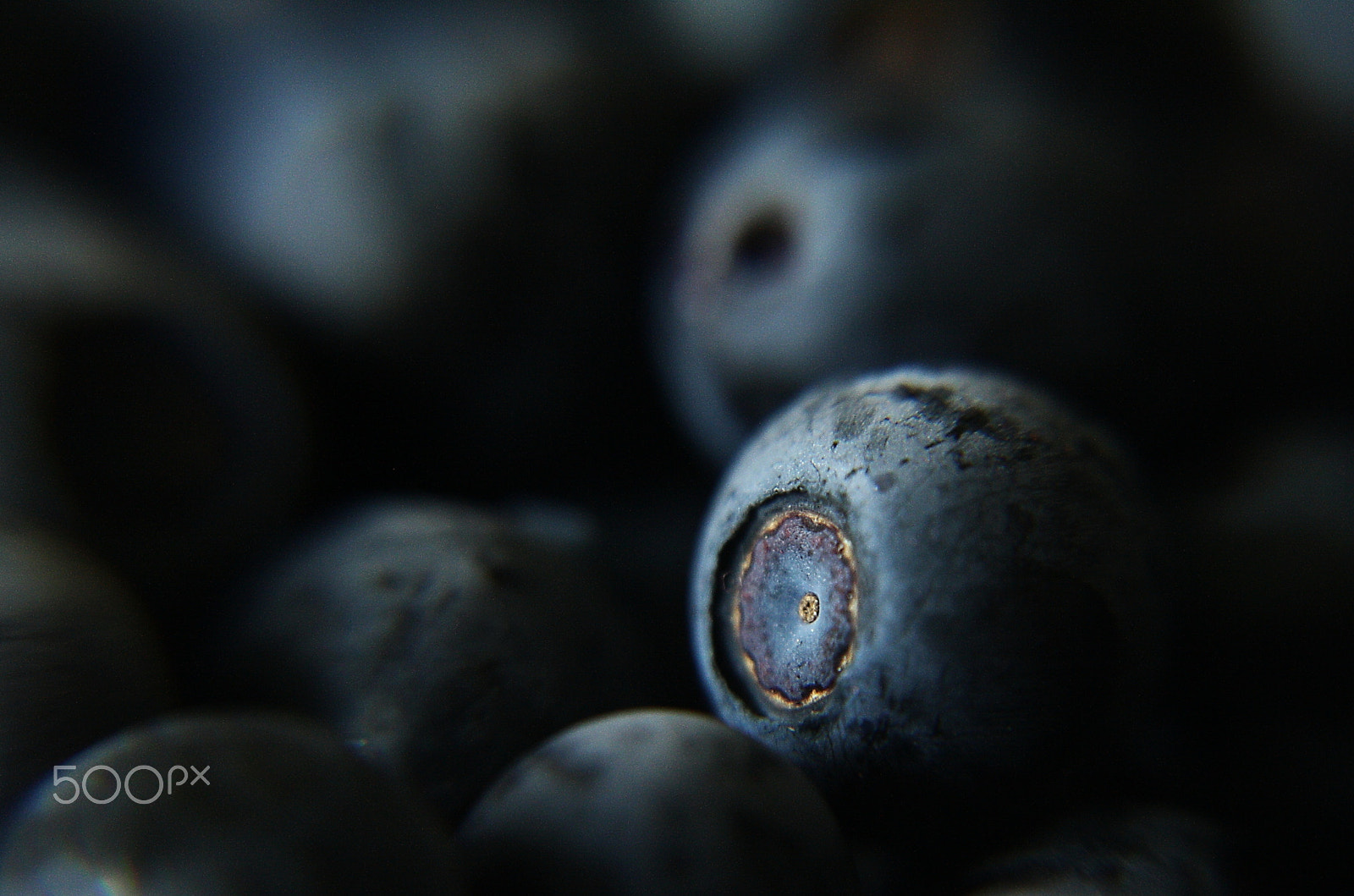 Canon EOS 1000D (EOS Digital Rebel XS / EOS Kiss F) sample photo. Bilberry photography