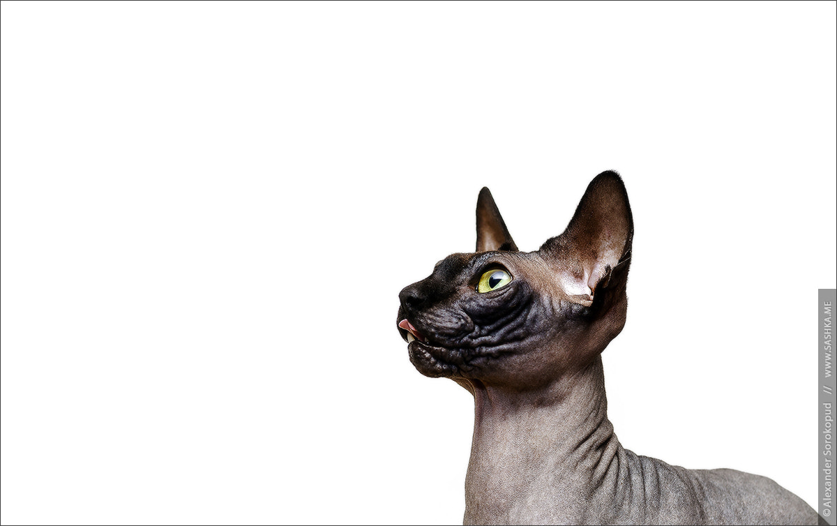 Beautiful sphynx cat portrait on white background