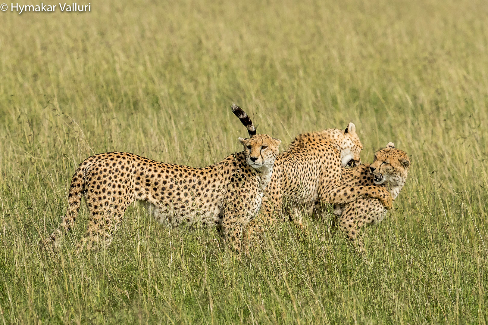 Canon EF 300mm F2.8L IS II USM sample photo. Cheetah photography