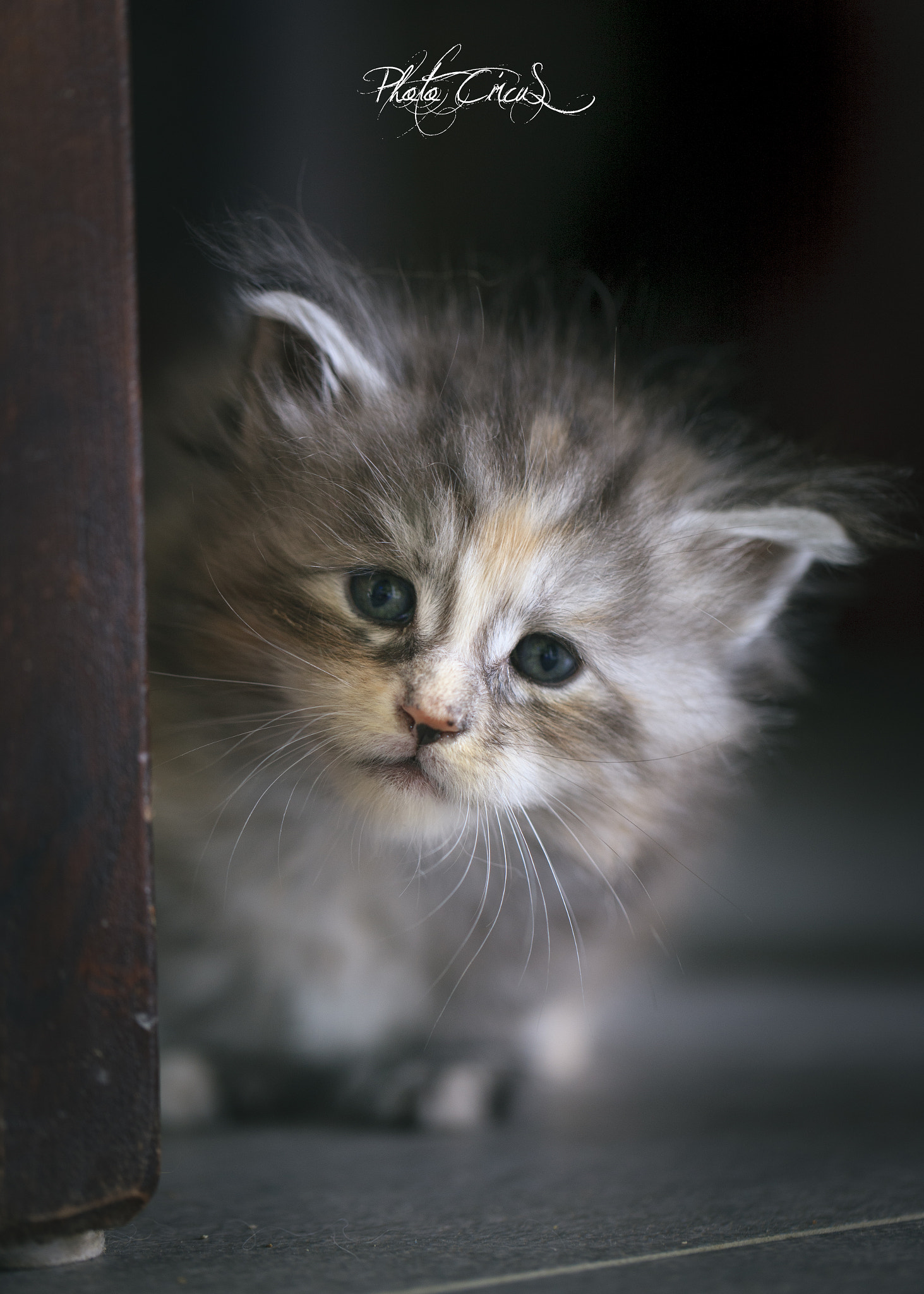 Canon EOS-1Ds Mark III sample photo. 3 wochen alt maine coon photography
