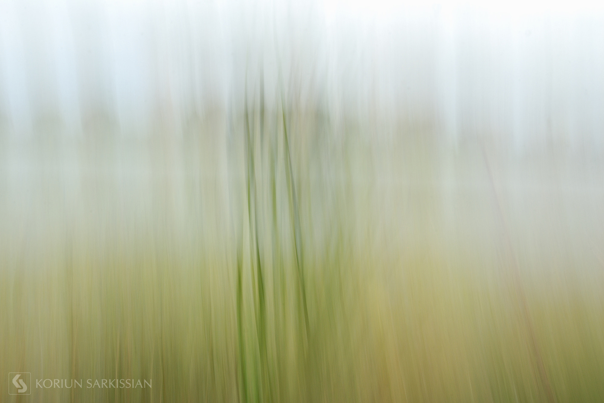 Nikon AF Nikkor 24-85mm F2.8-4D IF sample photo. Softness photography