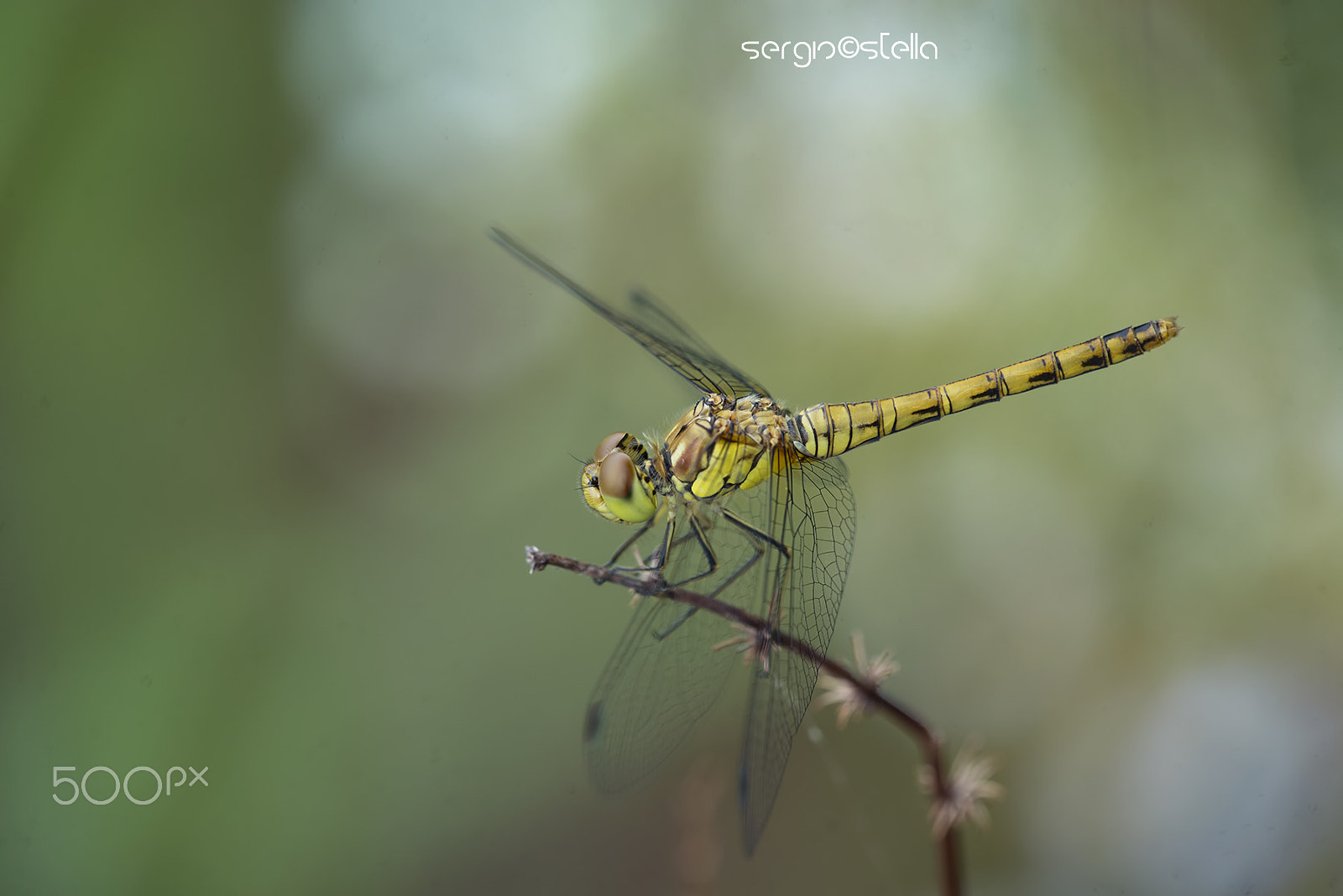 Nikon D610 + Sigma 150mm F2.8 EX DG Macro HSM sample photo. Sympetrum striolatum female photography