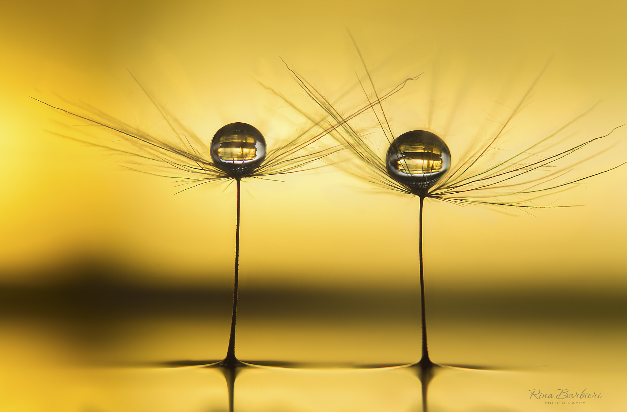 Sigma 105mm F2.8 EX DG OS HSM sample photo. Gold twins photography