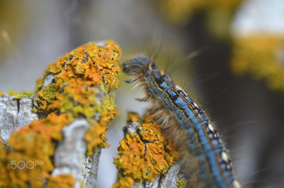 Nikon AF-S Micro-Nikkor 60mm F2.8G ED sample photo. Reaching photography