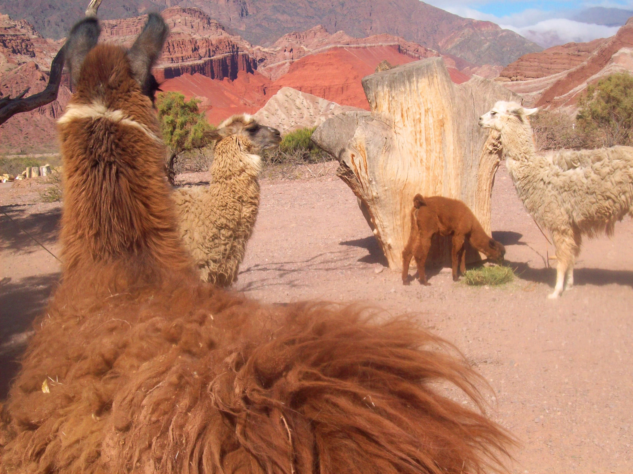 Kodak EASYSHARE C813 ZOOM DIGITAL CAMERA sample photo. Llamas en salta, argentina photography