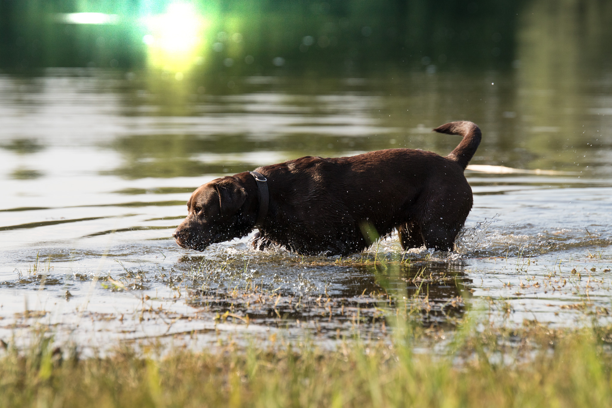 Sony ILCA-77M2 + Tamron SP 70-200mm F2.8 Di VC USD sample photo. Hanna im wasser  photography